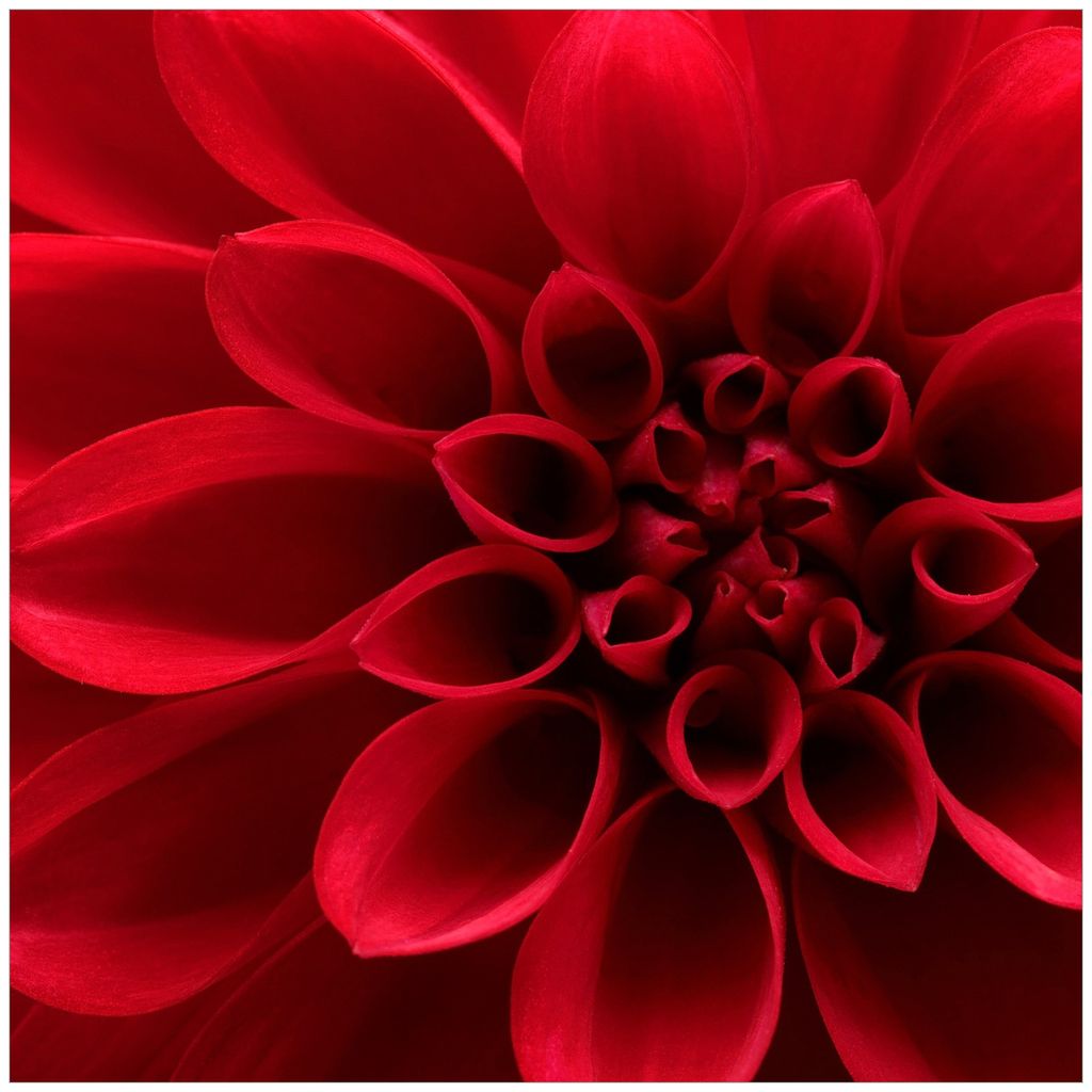 Wallario Möbeldesign - Glasplatte, Schutzplatte mit Motiv - geeignet für Ikea Lack Tisch, Größe: 55 x 55 cm, Motiv: Rote Dahlienblüte in Naha...