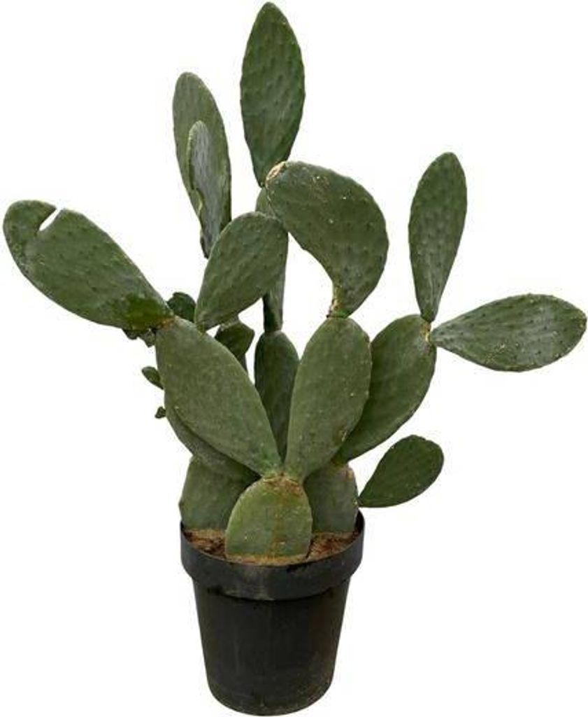 Opuntia Ficus Indica - opuncja figowa - duza roslina Zdjęcie produktu 