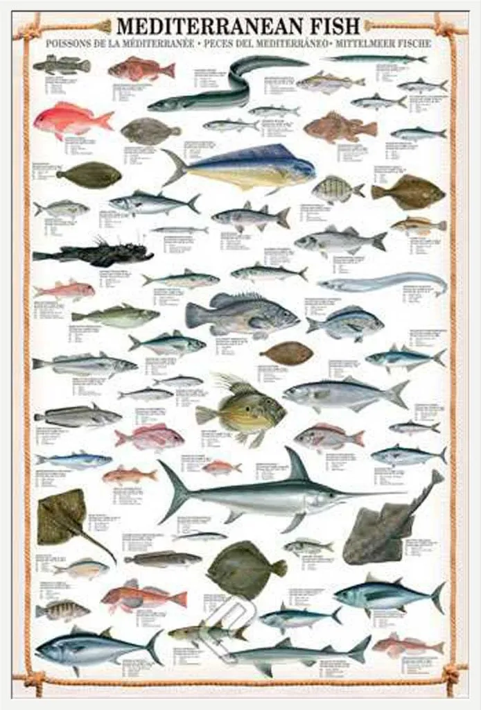 Poster Poissons Méditerranée - Affiche Pédagogique avec Cadre Blanc 50x70