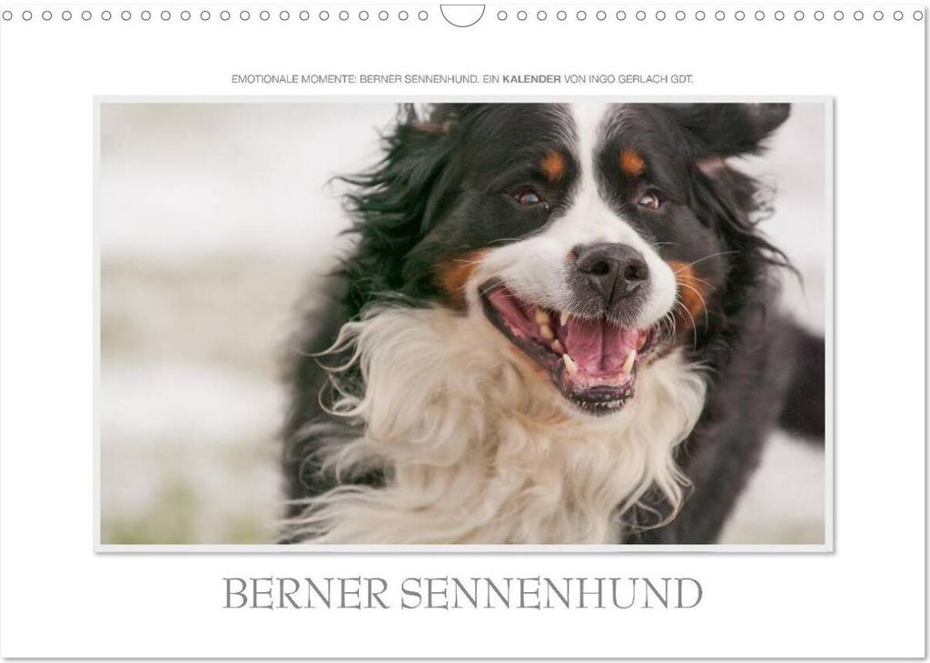 Emotionale Momente: Berner Sennenhund. (Wandkalender 2026 DIN A3 quer), CALVENDO Monatskalender