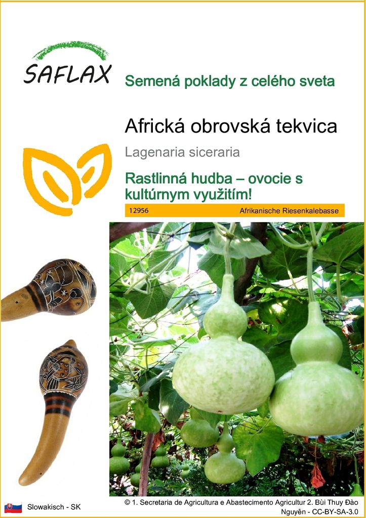 SAFLAX - Africká obrovská tekvica - Lagenaria siceraria - Obrázok produktu 