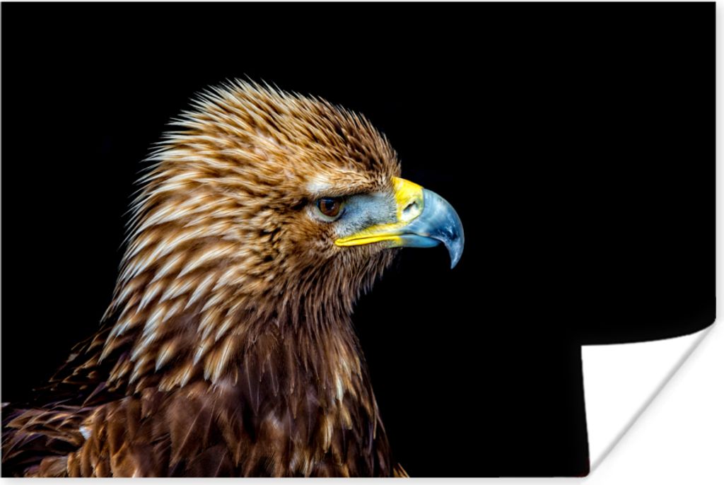 MuchoWow Poster Nahaufnahme eines Adlers vor schwarzem Hintergrund 60x40 cm - Schlafzimmerdekoration
