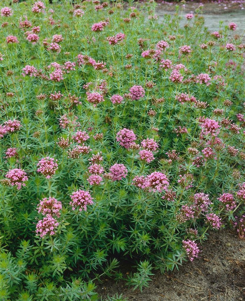 Phuopsis stylosa, Kreuzblume, rosa Blüten, ca. 9x9 cm Topf
