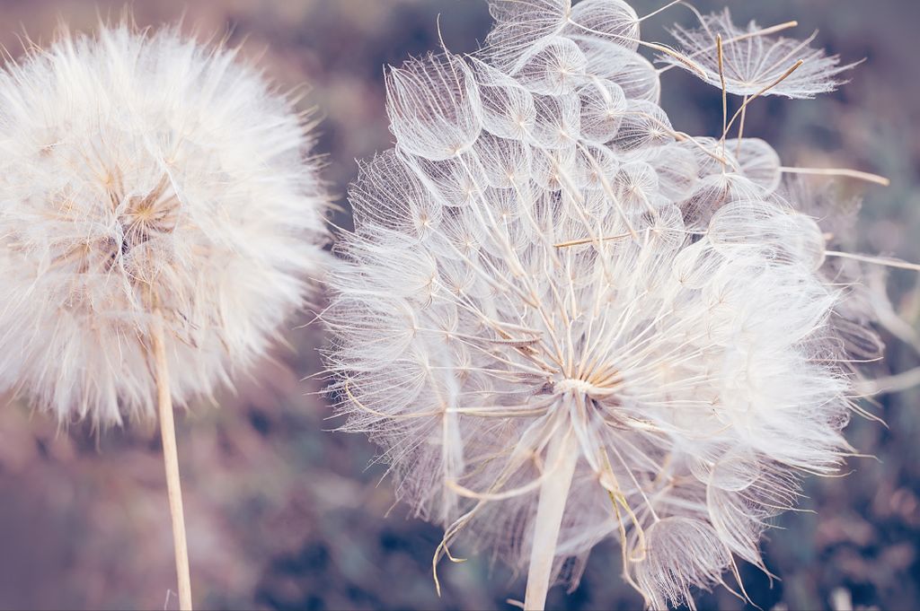 Muralo Fototapete Blumen 312 (B) x 219 (H) cm Vlies Tapete Wandtapeten Wohnzimmer Schlafzimmer moderne Wandbilder XXL Pflanzen Natur Wand Dekoration