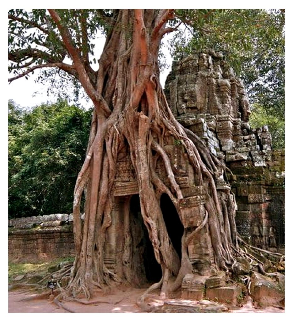 Bengalische Würgefeige (Ficus benghalensis) 100 Samen