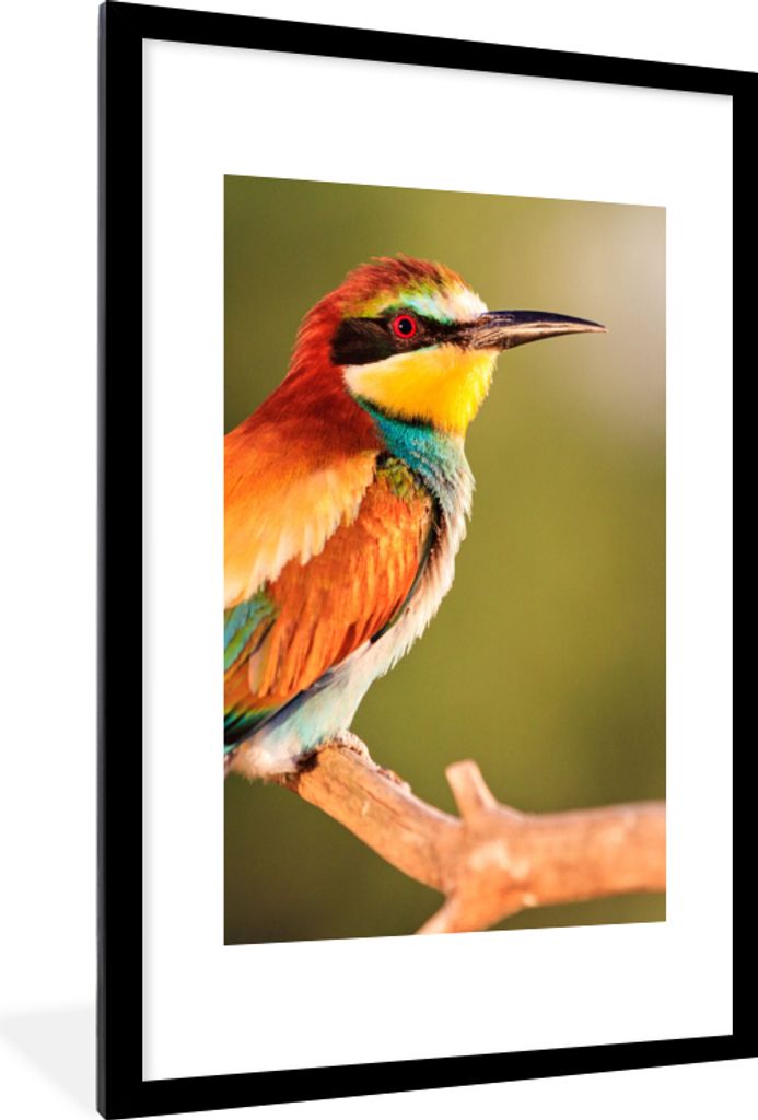 MuchoWow Gerahmtes Poster Vögel - Bienenfresser - Regenbogen - Tiere 60x90 cm - Poster mit Schwarzem Bilderrahmen Wandposter Rahmen Foto Bilder ...