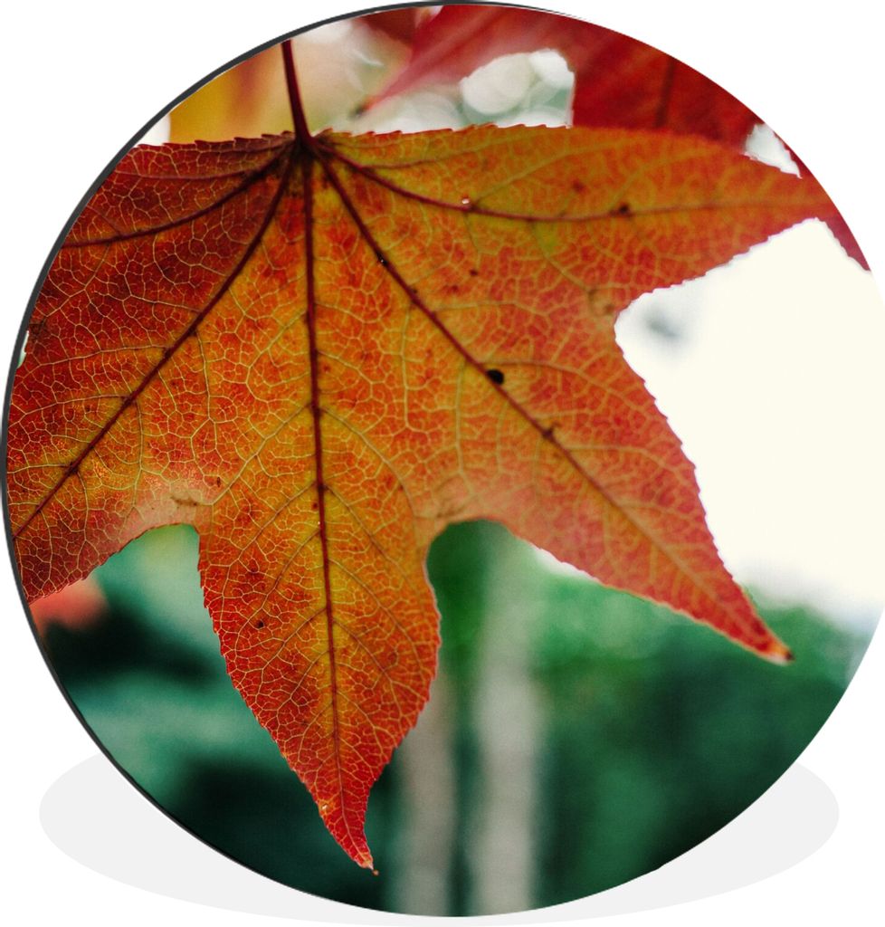MuchoWow Aluminium Wandkreis Herbst - Landleben - Blätter - Jahreszeiten - Landleben Ø 60 cm Wanddeko Modern Wohnzimmer - Wand Kreis - Wandbild...