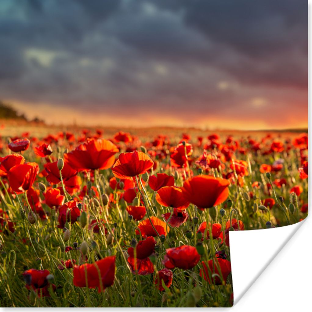 MuchoWow Poster Sonnenuntergang - Mohnblumen - Rot - Blumen - Feld - Natur 50x50 cm - Wohnzimmerdekoration
