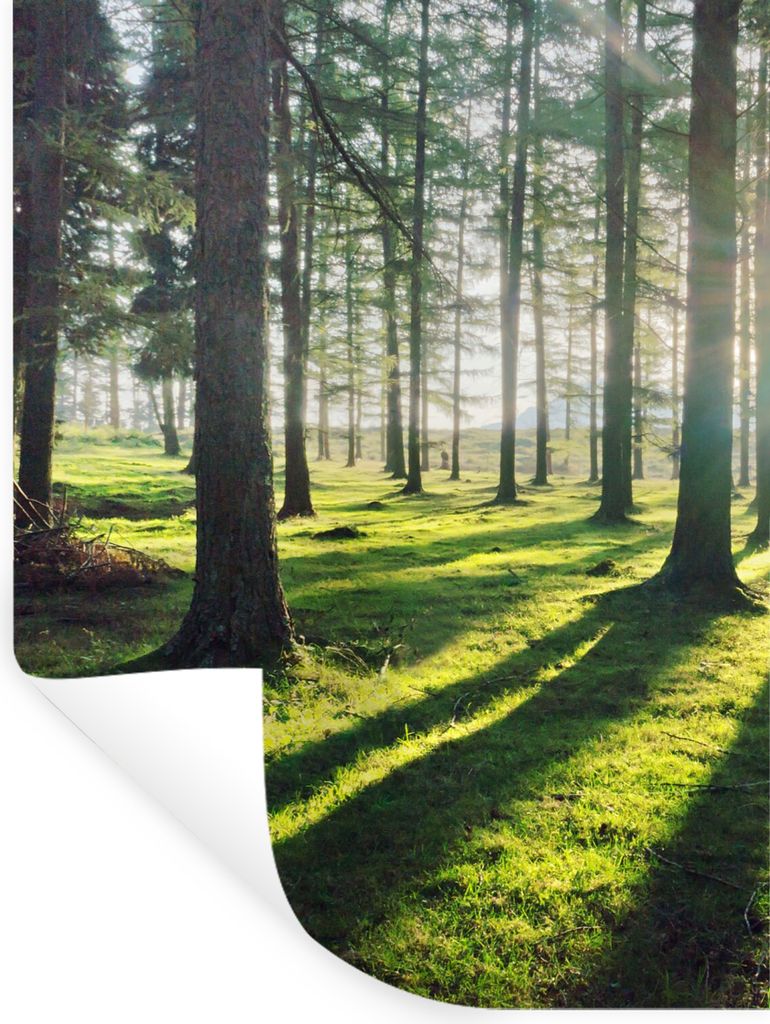 MuchoWow Wandtattoo Wandsticker Wandaufkleber Bäume - Natur - Wald 90x120 cm Selbstklebend und Repositionierbar - Faltenfrei