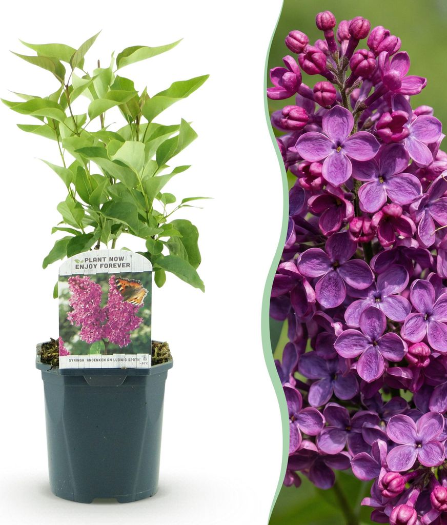 Green boutiQ - Gartenpflanze - Syringa vulgaris Ludwig Spath - Gewöhnliche Flieder - Winterhart - Lila - 1 Pflanze - Topf 17cm - Höhe 45cm