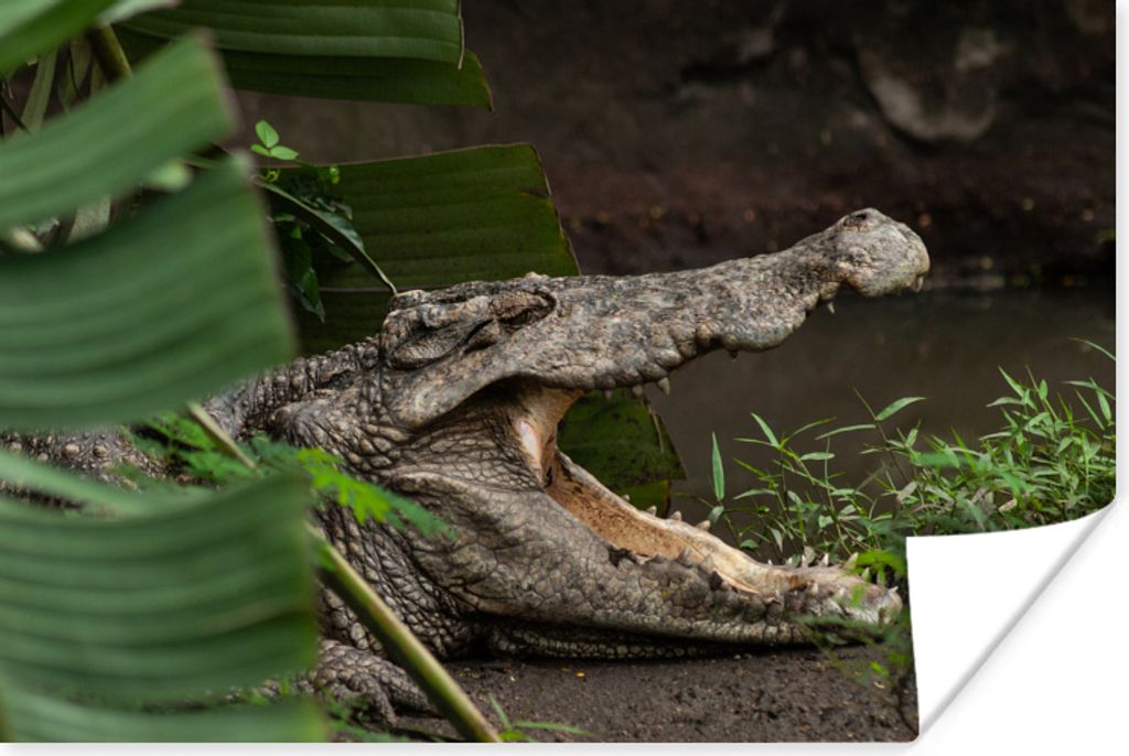 MuchoWow Poster Krokodil mit offenem Maul 60x40 cm - Schlafzimmerdekoration