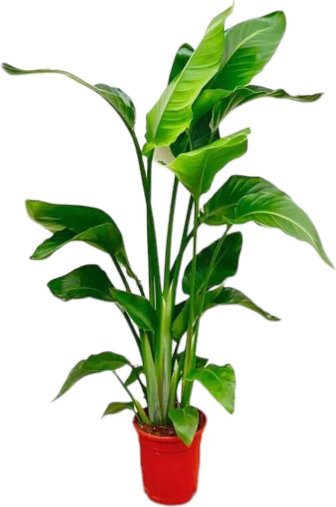 Strelitzia Nicolai Oiseau de Paradis H70-90cm Ø17cm Plante Verte