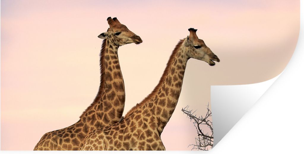 MuchoWow Wandtattoo Wandsticker Wandaufkleber Giraffen - Himmel - Landschaft 120x60 cm Selbstklebend und Repositionierbar - Sticker - Dekorfolie