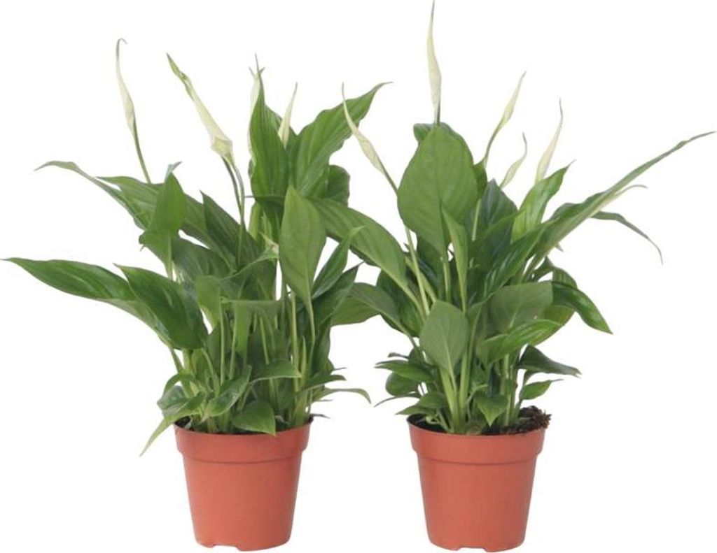 Friedenslilie - Einblatt - 2 Stk - Spathiphyllum Torelli - Produktbild 