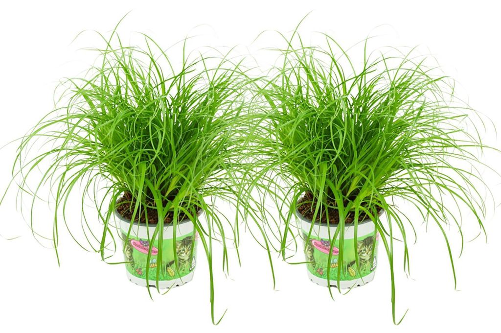 Zynesflora Echtes Katzengras 2 Stück Cyperus Zumula Zyperngras - Ø 12 cm - Höhe: 25-30 cm - Essbares Pflanze für Katzen