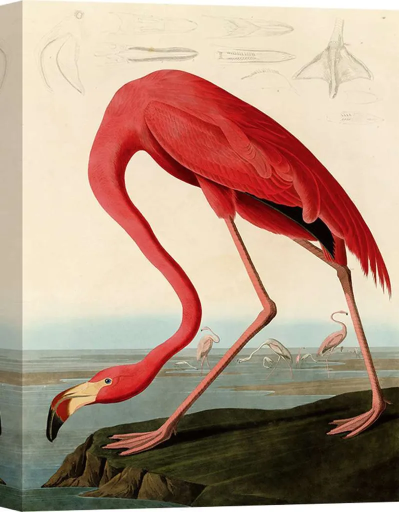 Quadro 60x40 Audubon American Flamingo - Decorazione Parete Tela Premium