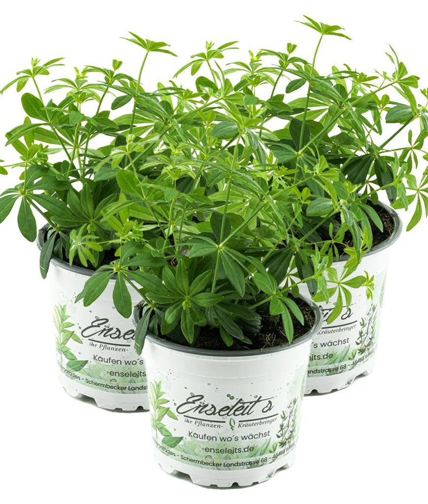 Enseleits 3er Set Waldmeister, Galium odoratum, frische  Produktbild 