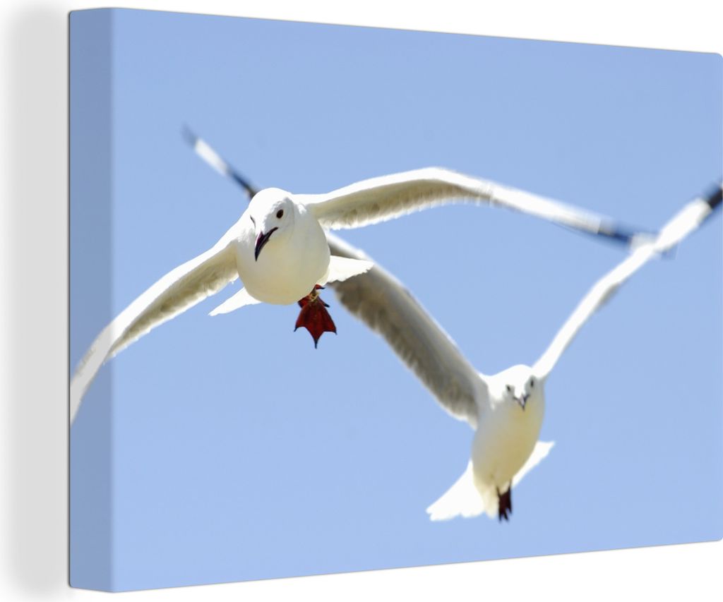 OneMillionCanvasses - Leinwandbilder - 140x90 cm, Nahaufnahme von zwei fliegenden Hartlaubs-Möwen, Wandbilder Kunstdruck Wanddekoration - Foto a...