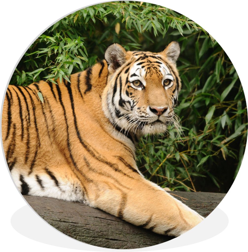 MuchoWow Rundes Wandbild - Runde Bilder Tiger - Baum - Blätter Ø 60 cm Kreis Wanddekoration Kunststoff - Wandkreis - Wandschmuck - Wand Kreis -...