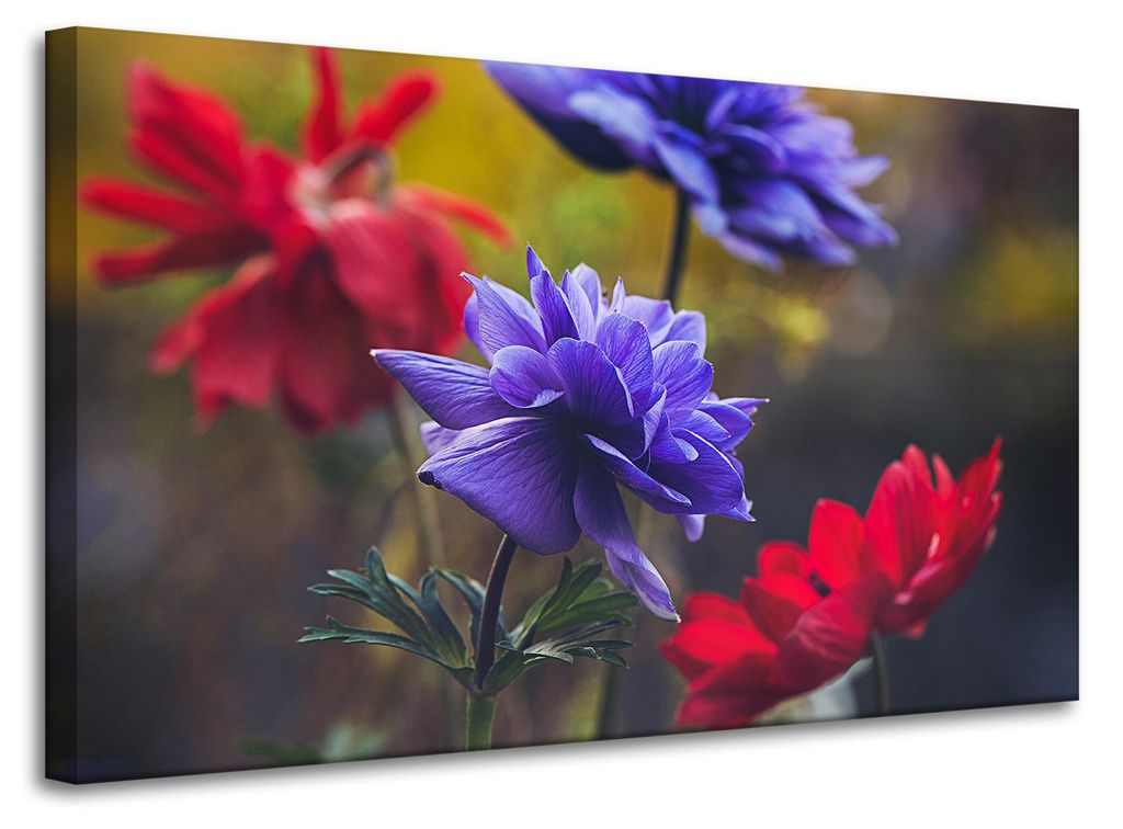 Leinwanddruck Botanik Wildblumen 100x60 cm