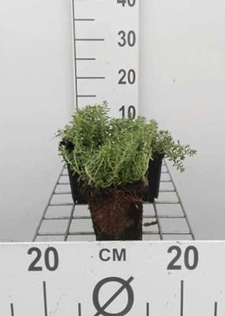6 x Sedum album 'Coral Carpet' - Fettblatt - Topf 9 x 9 cm