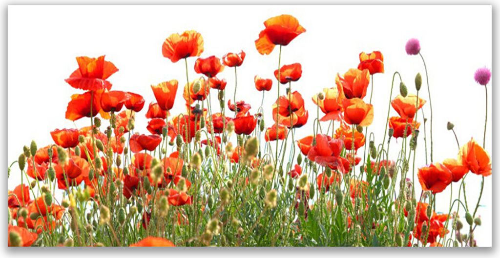 Küchenrückwand aus Glas 140x70cm Spritzschutz Mohnblumen Natur