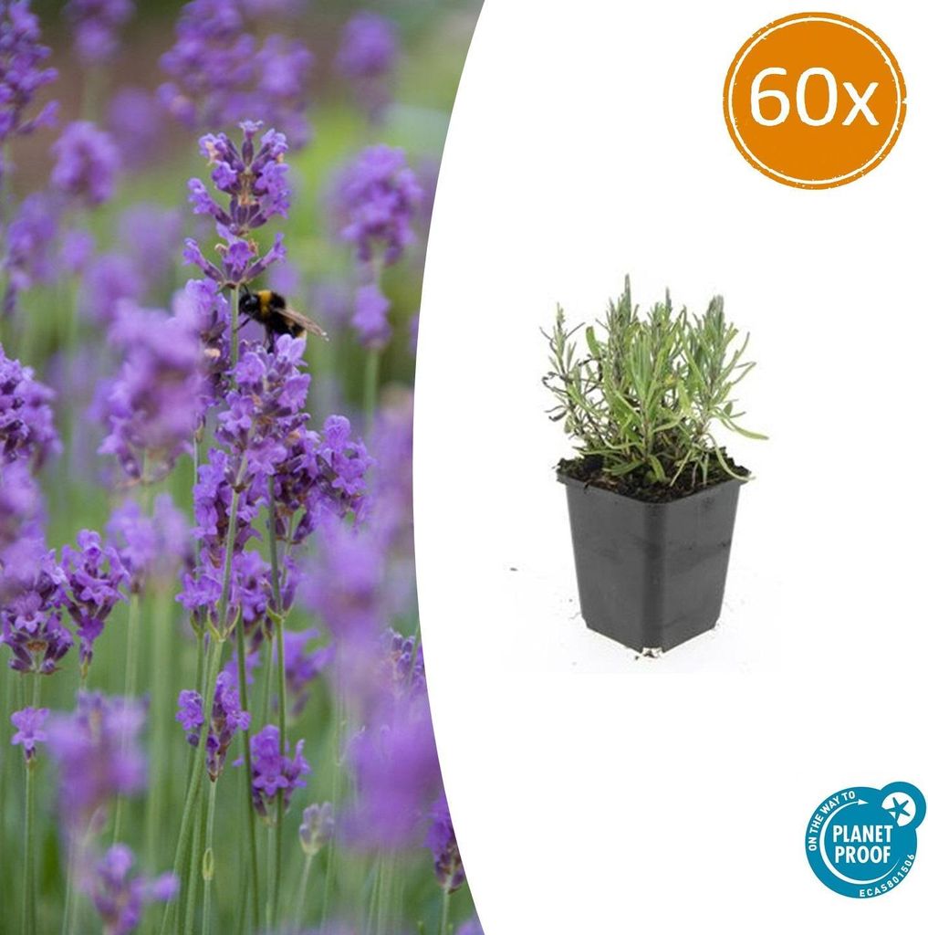 Lavendel Lavandula ang. 'Munstead' – 10-25cm – Ø9cm – 60 Pflanzen – Violette Blüten, Bienen- & Schmetterlingsfreundlich, Winterhart