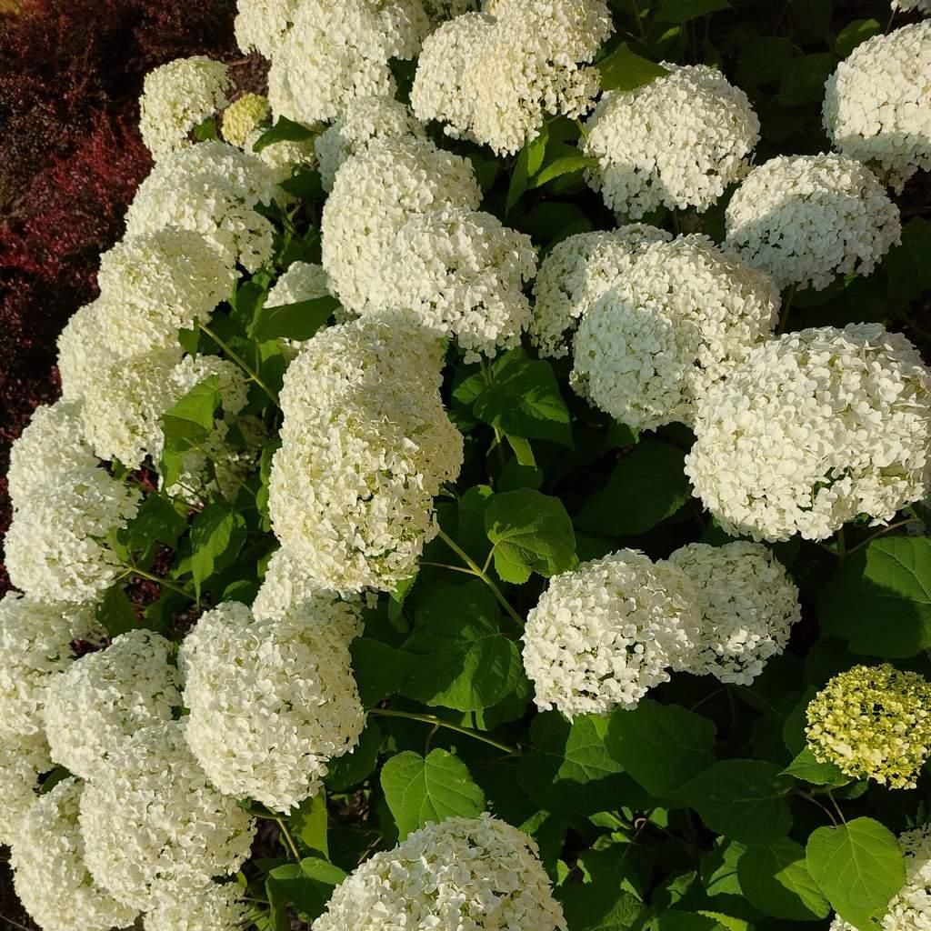 Hortensja Anabelle drzewiasta 2L Zdjęcie produktu 