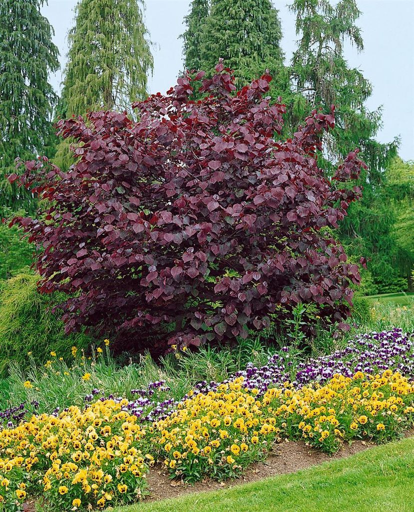 Cercis canadensis 'Forest Pansy', Judasbaum, purpurrot, 60–80 cm