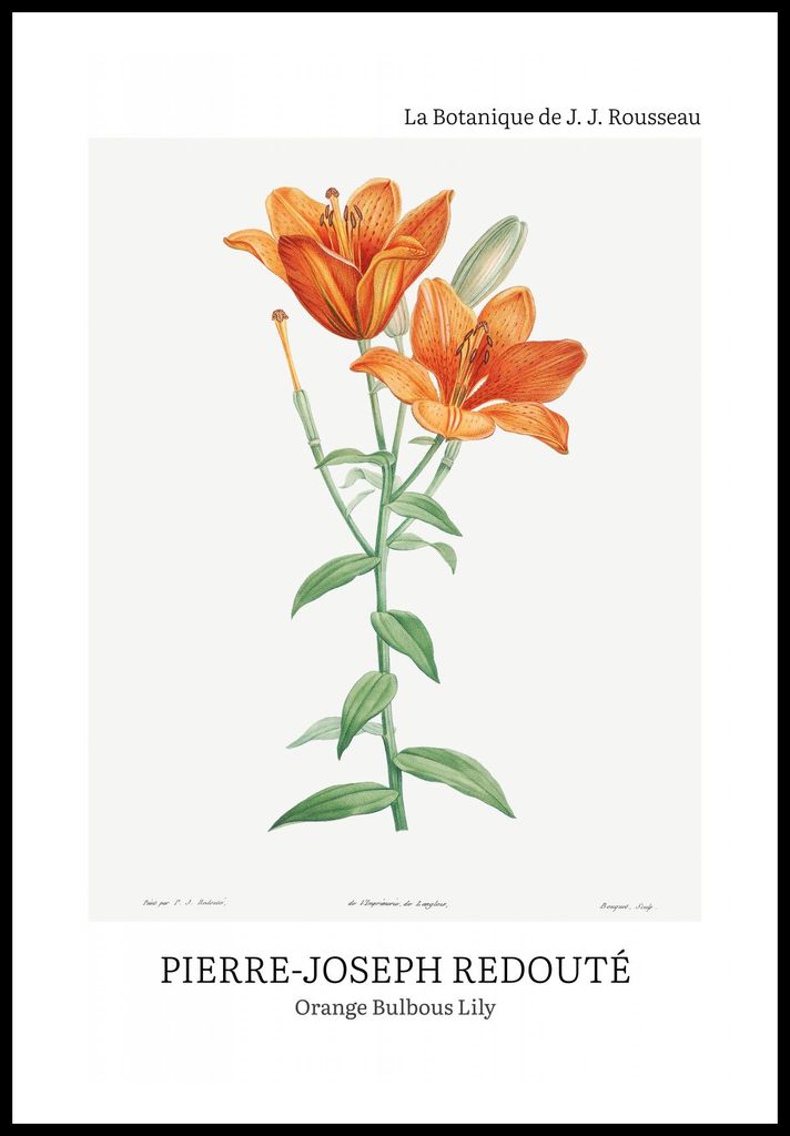 Plakat 61x91,5cm Design Bulbous Lily, Redoute Vintage für das Wohnzimmer