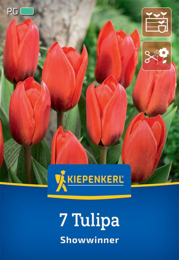 Artikelbild 2 von 'Kaufmanniana-Tulpe Showwinner (7 Stück)' aus der Kategorie Kaufmanniana-Tulpen