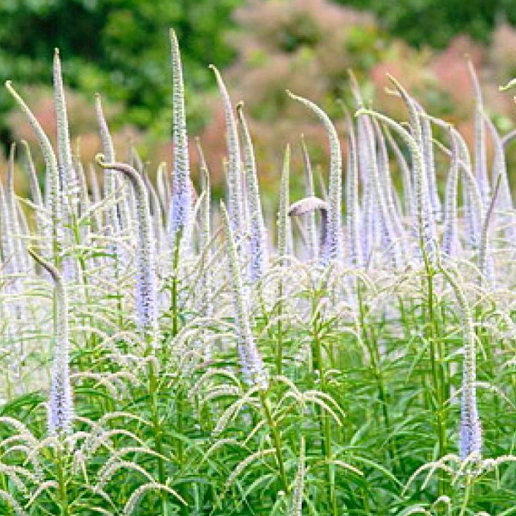 6 x Kandelaberehrenpreis  - Veronicastrum virginicum Produktbild 