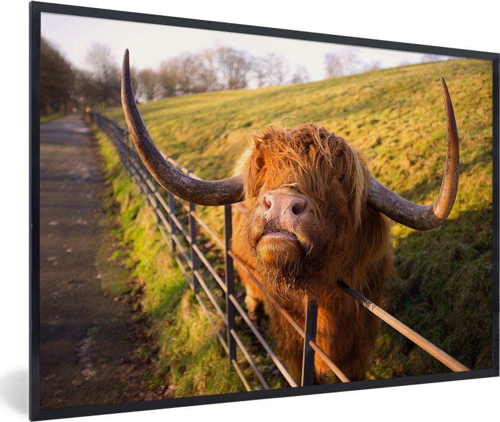MuchoWow MuchoWow Gerahmtes Poster Scottish Hochlandrind - Zaun - Gras 90x60 cm - Poster mit zchwarzem Bilderrahmen - Fotorahmen - Foto-Plakat