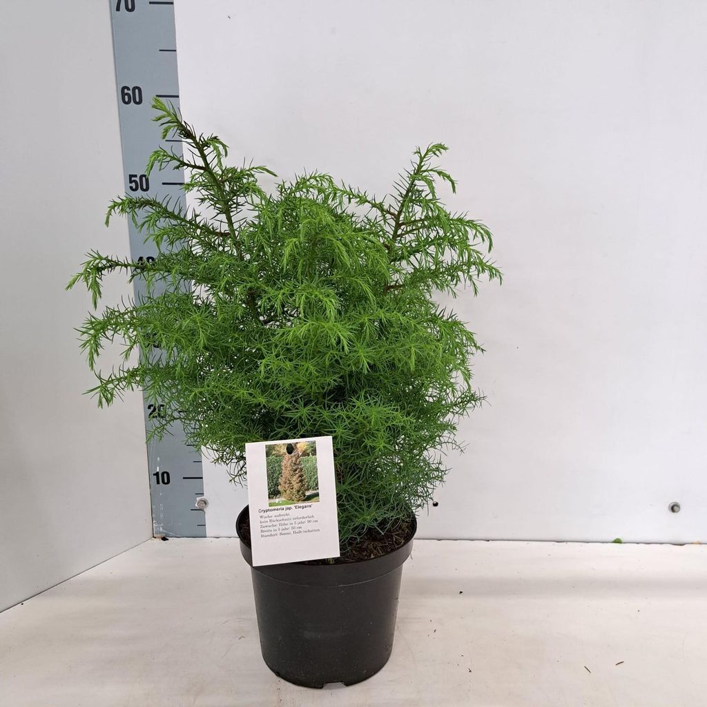 Cryptomeria j. 'Elegans'  - Japanische Sicheltanne | 30-40 Produktbild 