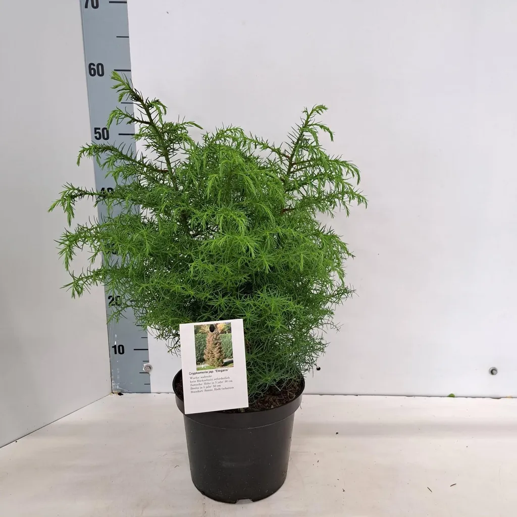 Cèdre du Japon Elegans : Conifère d'ornement idéal pour jardin Zen