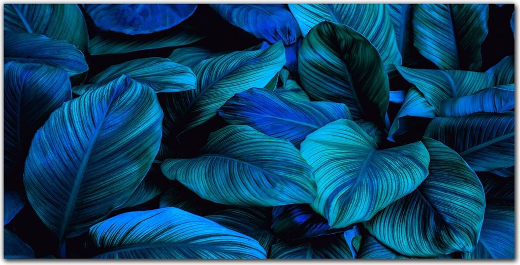 Coloray Küchenrückwand 120x60 Spritzschutz aus Glas - Blume Pflanze