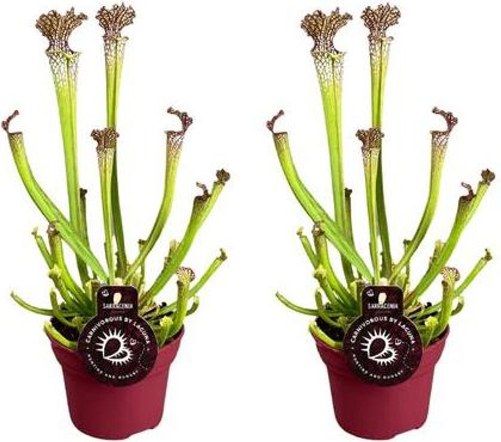 Sarracenia Farnhamii – Fleischfressende Pflanze – 2 Zimmerpflanze – Ø12cm – Höhe ca. 40cm – Sonniger Standort – Insektenfang