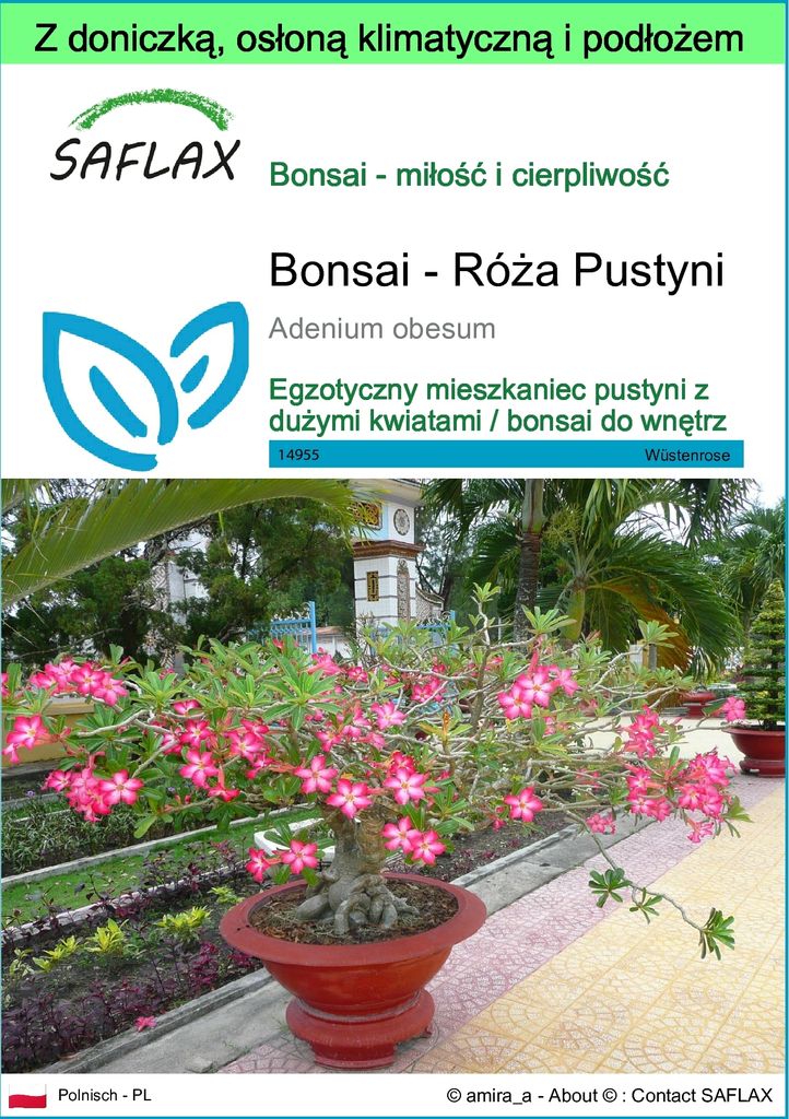 SAFLAX - Garden to go - Bonsai - Róża Pustyni - 8 Nasiona - Zdjęcie produktu 