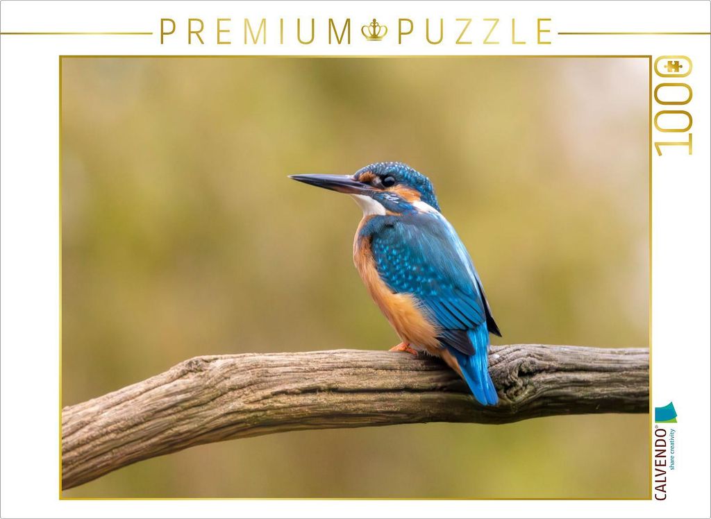 CALVENDO Puzzle Eisvogel im Antlitz auf seinem Ast | 1000 Teile Lege-Größe 64x48cm Foto-Puzzle für glückliche Stunden