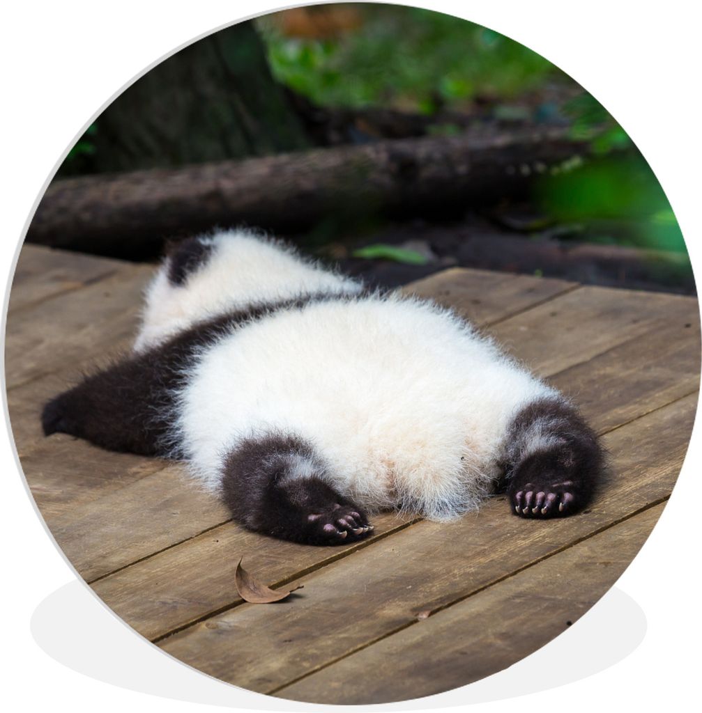 MuchoWow Rundes Wandbild - Runde Bilder Tier - Panda - Schlafend Ø 30 cm Kreis Wanddekoration Kunststoff - Wandkreis - Wandschmuck - Schlafzimme...