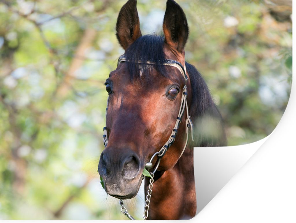 MuchoWow Wandtattoo Wandsticker Wandaufkleber Pferde - Blüte - Frühling - Tiere 40x30 cm Selbstklebend und Repositionierbar - Faltenfrei