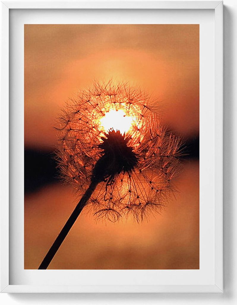 Schmeißfliege bei Sonnenuntergang– Wandbild mit Rahmen – Gerahmtes Bild – Wanddekoration – 60x80 cm – Weiß Rahmen