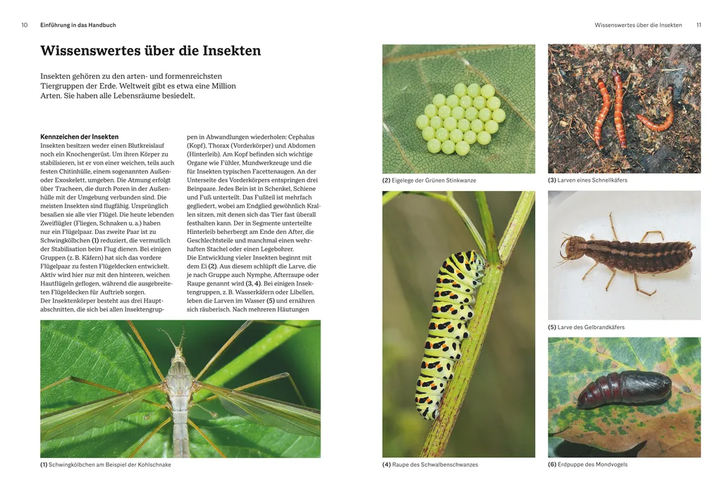 Das große BLV Handbuch Insekten : le guide de référence des insectes