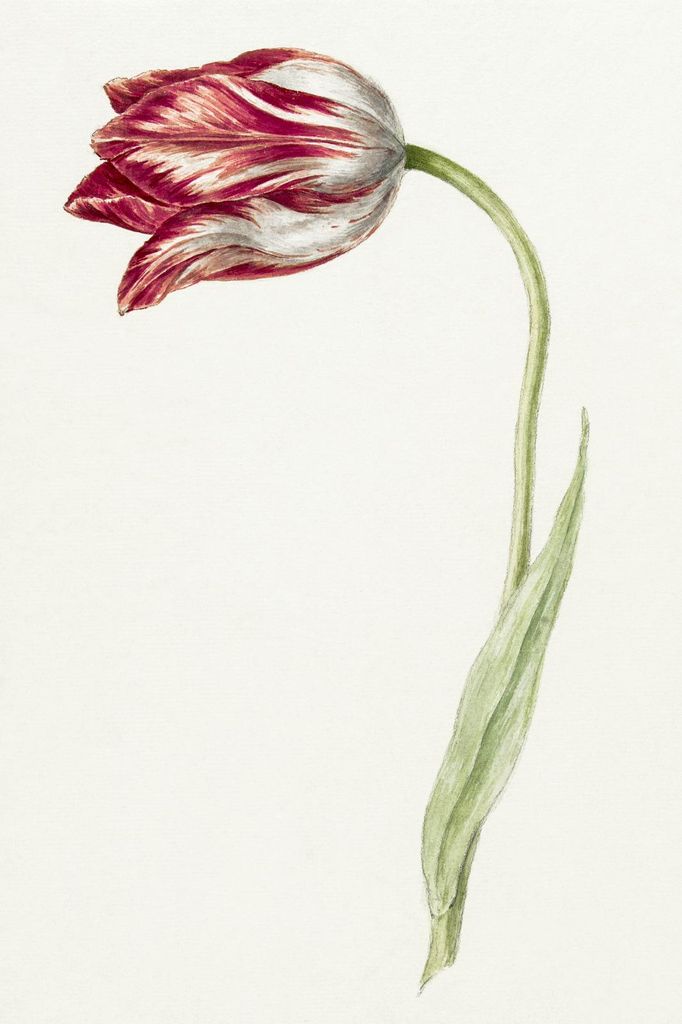 Plakat 40x60cm Rosa Tulpe, Jean Bernard Vintage für das Wohnzimmer