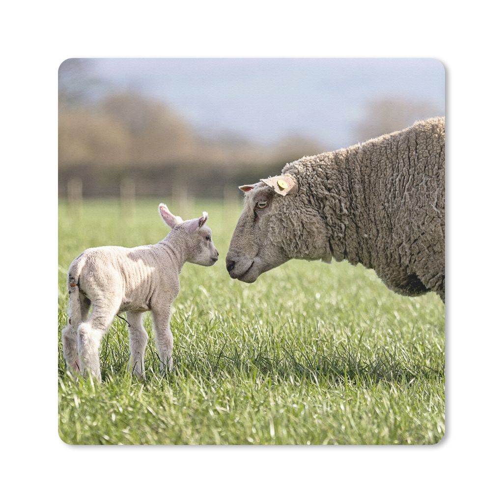 MuchoWow Mauspad Mousepad Schafe - Gras - Frühling 30x30 cm - Mousepads - Maus Mat - Pad - Mausunterlage - Gaming