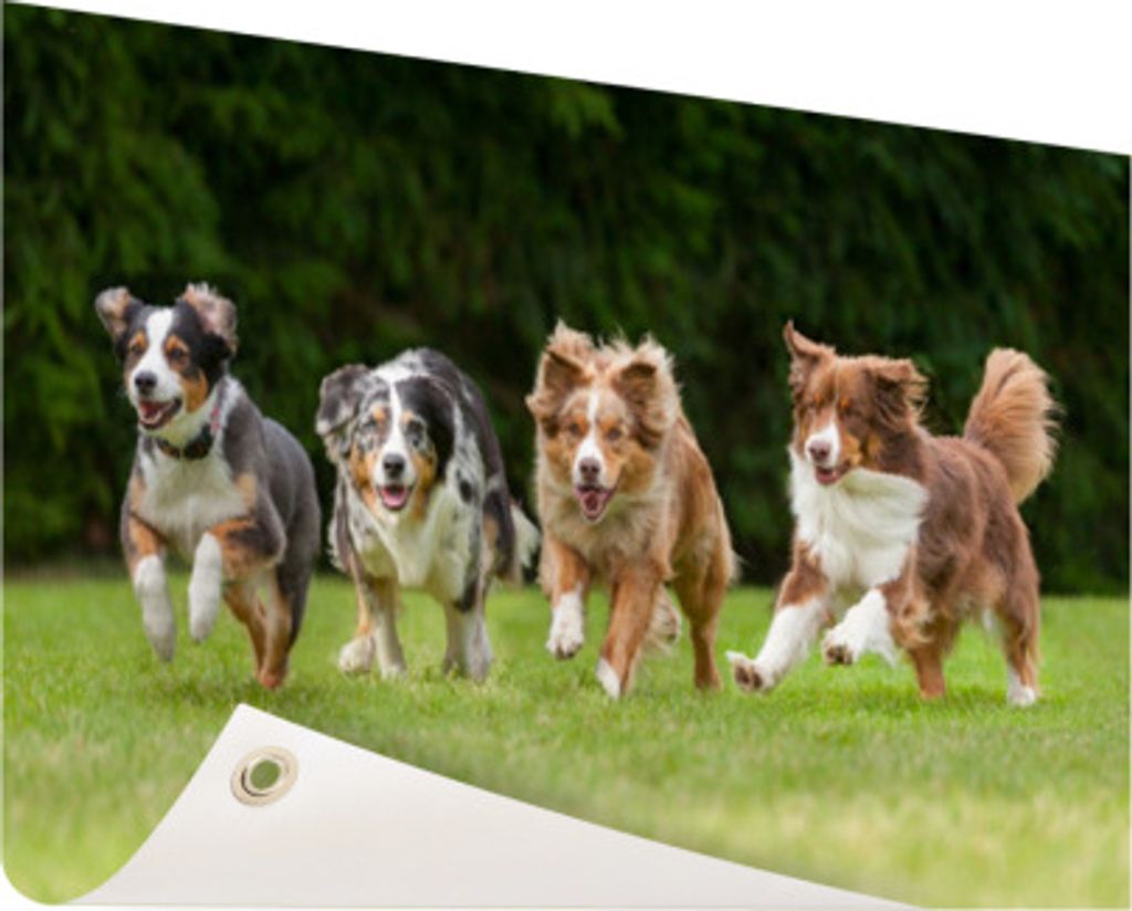MuchoWow 60x40 cm Outdoor-Poster Gartendeko Sichtschutz Garten Poster für den Garten 4 Hunde laufen in einer Reihe
