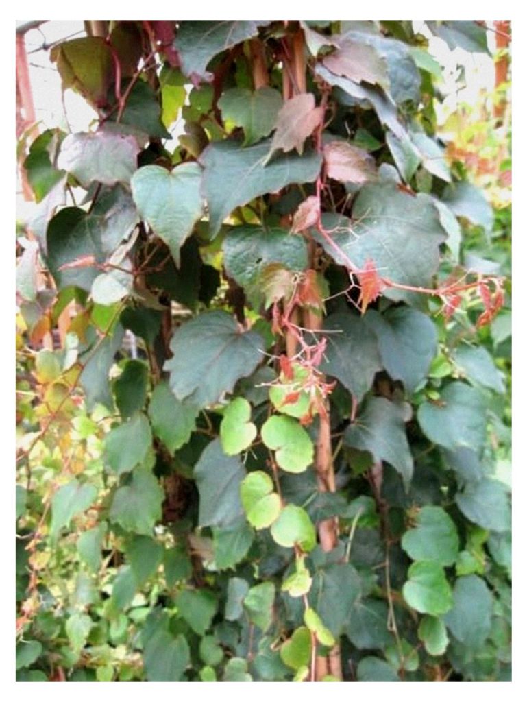 Dreilappige Jungfernrebe - Parthenocissus tricuspidata Veitchii 60-100 cm