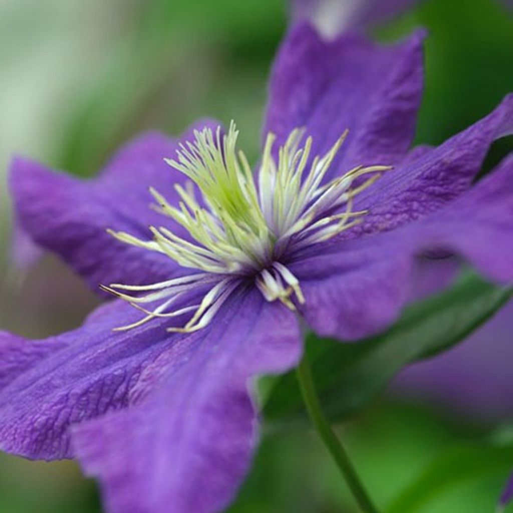 2 x Waldrebe - Clematis 'Rhapsody' | 50-60 cm in Container