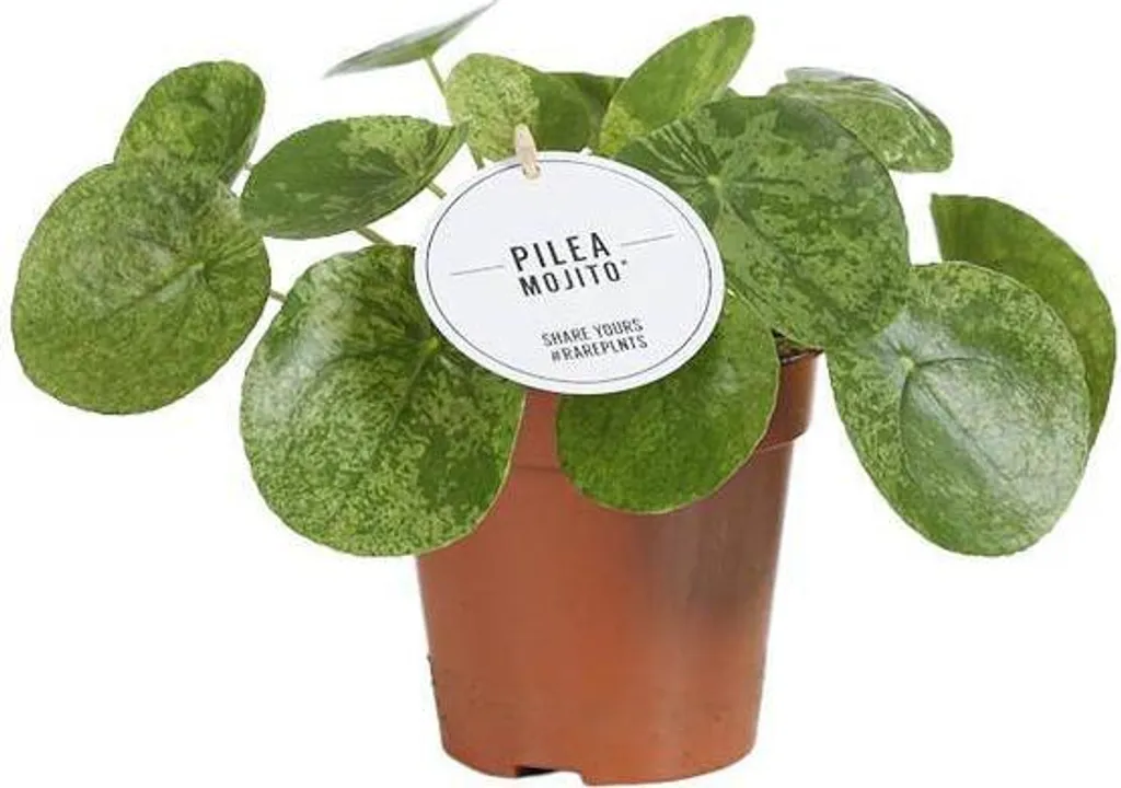 Pilea Mojito Facile d'Entretien - Plante Verte Ø 13 cm Style Moderne