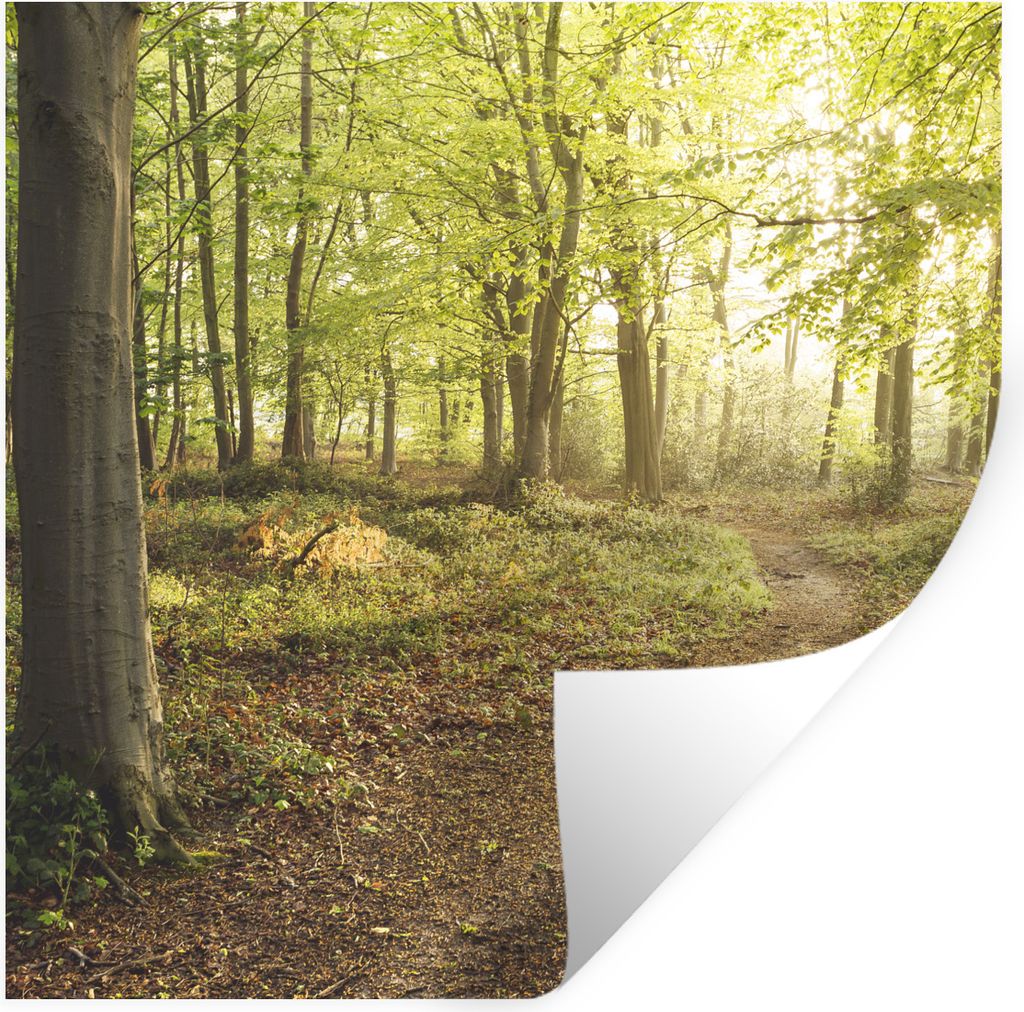 MuchoWow Wandtattoo Wandsticker Wandaufkleber Wald - Weg - Sonnenaufgang 50x50 cm Selbstklebend und Repositionierbar - Selbstklebend - Fototapeten
